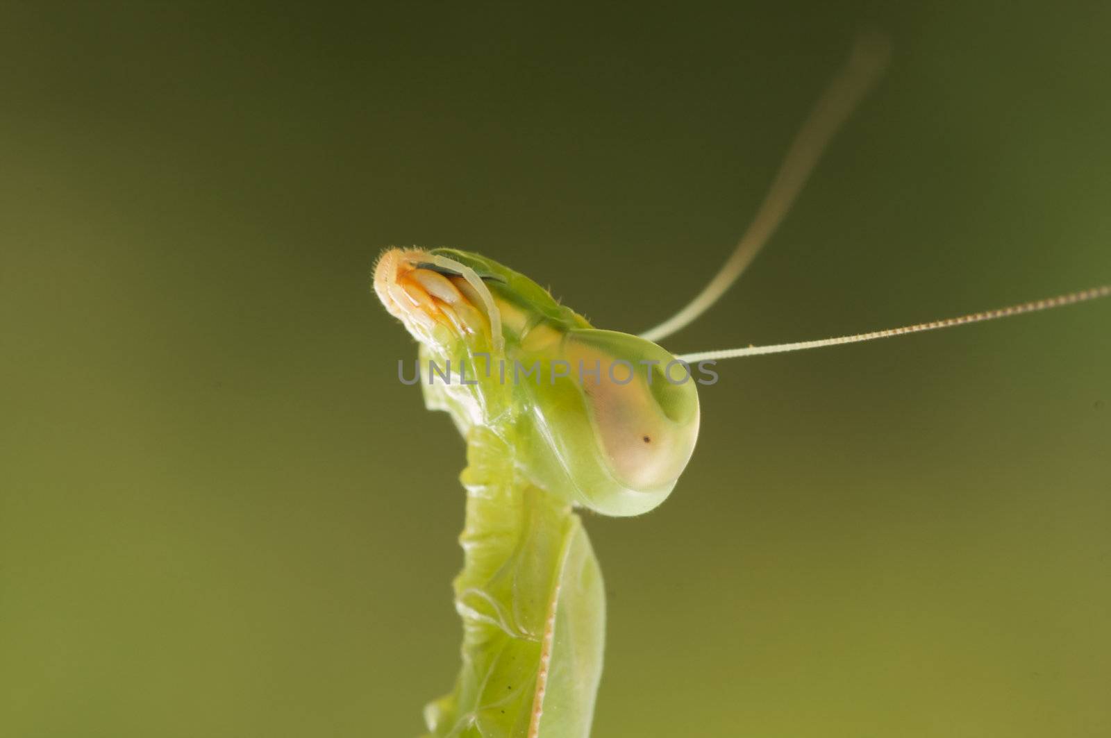 Praying Mantis against a green background with narrow depth of field.