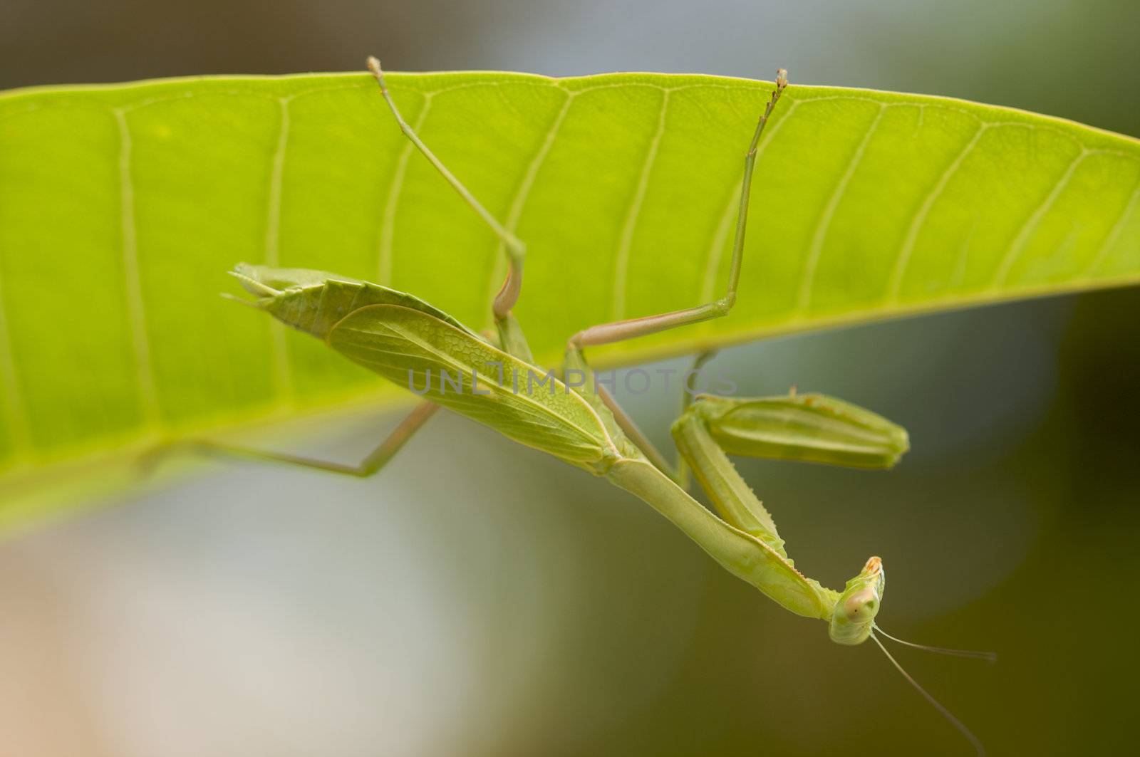 Praying Mantis against a green background with narrow depth of field.