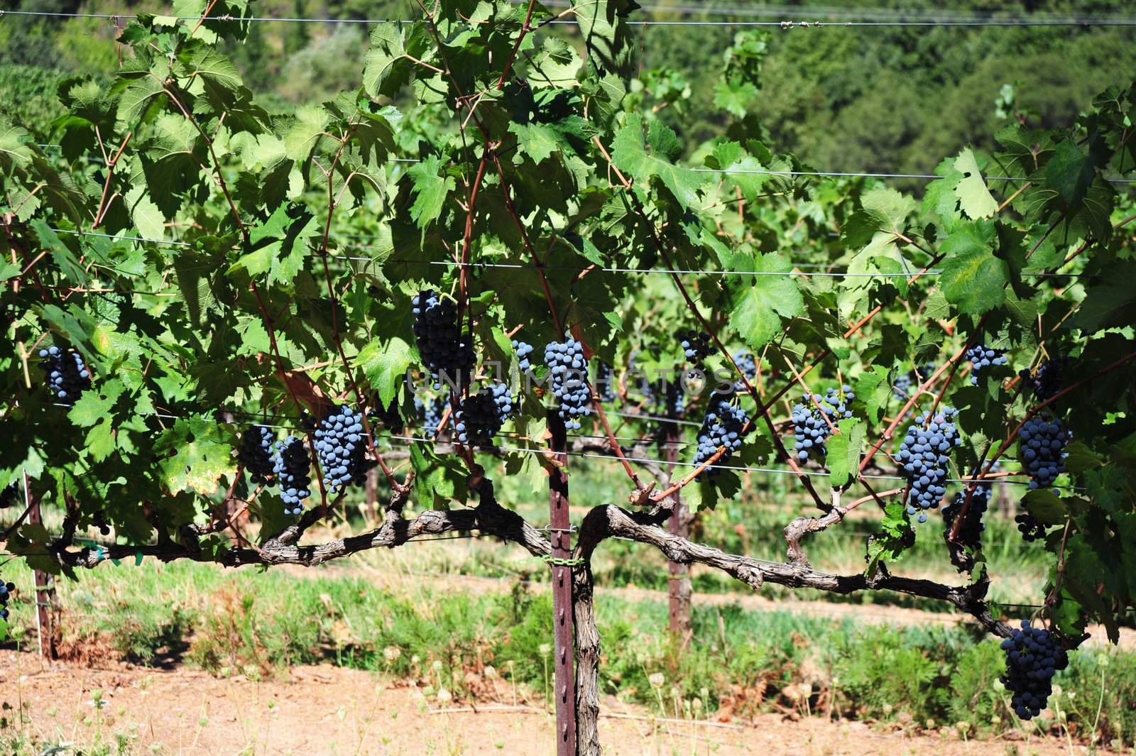 Purpel wine grapes, ripe and ready to pick and take to the winery.