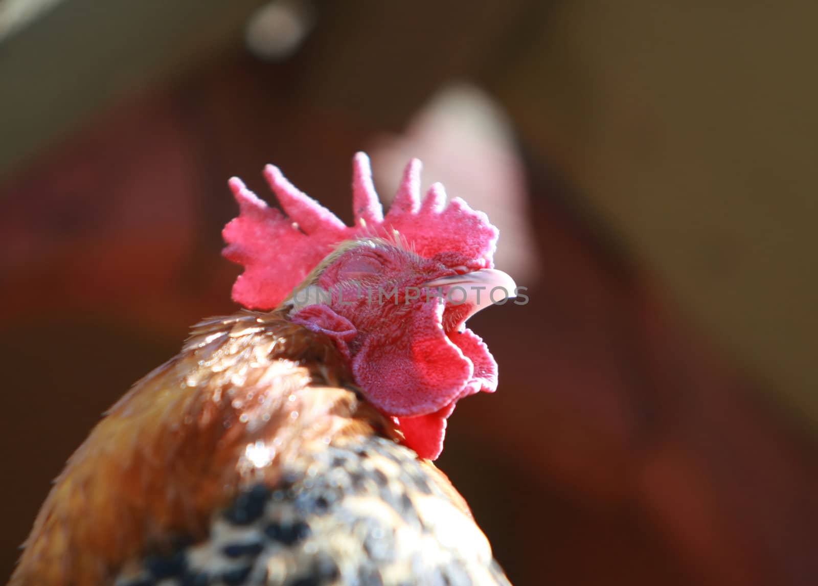 A rooster shot from low angle. Great detail in the face of the cock.