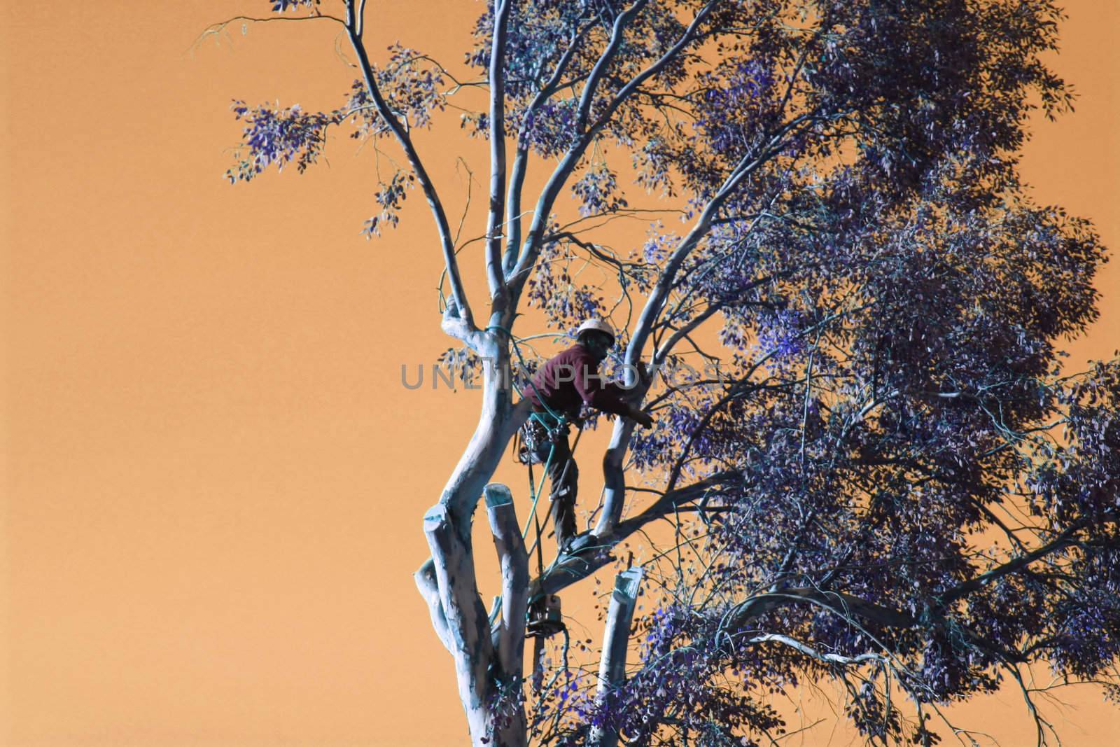 A large tree is being cut down by a man suspended ropes. Manipulated Colors.