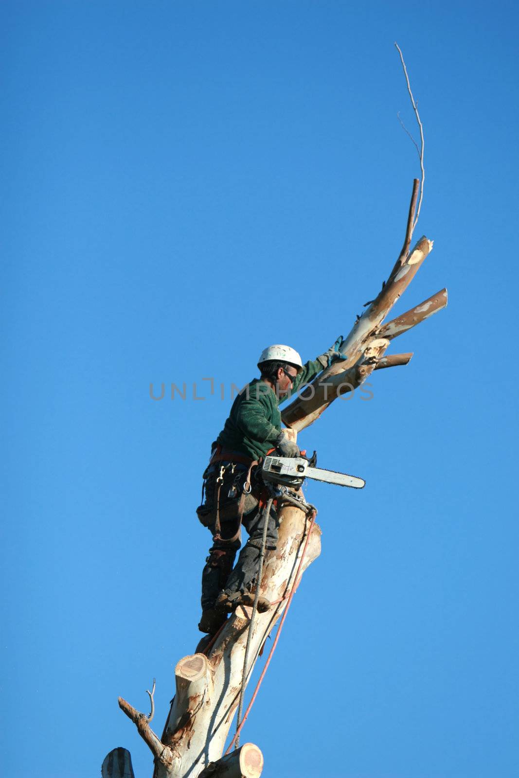 A large tree is being cut down by a man suspended ropes. All that remains now is the trunk of the tree.