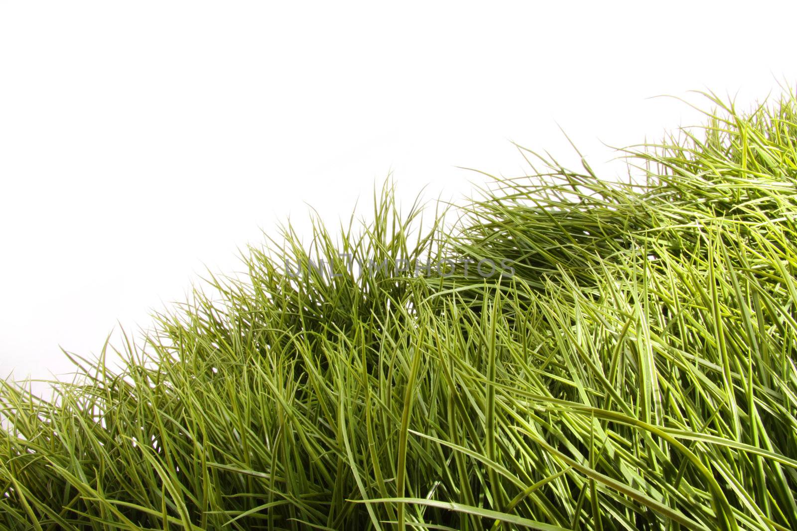 Tall green grass blowing in the wind