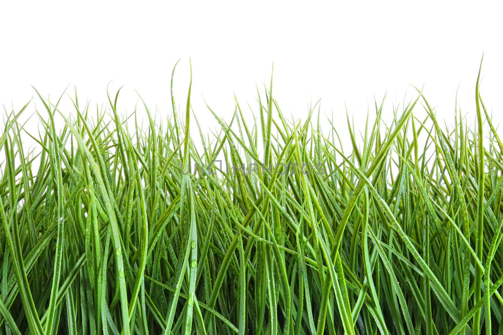 Tall wet grass against a white background