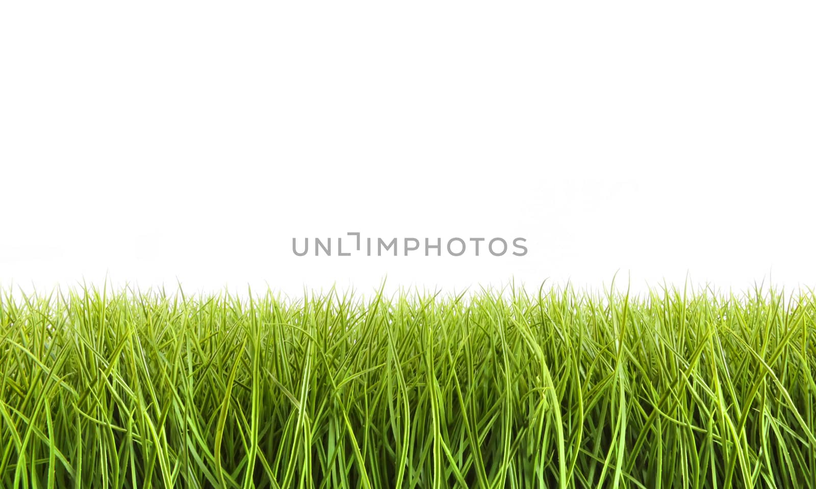 Tall grass against a white background