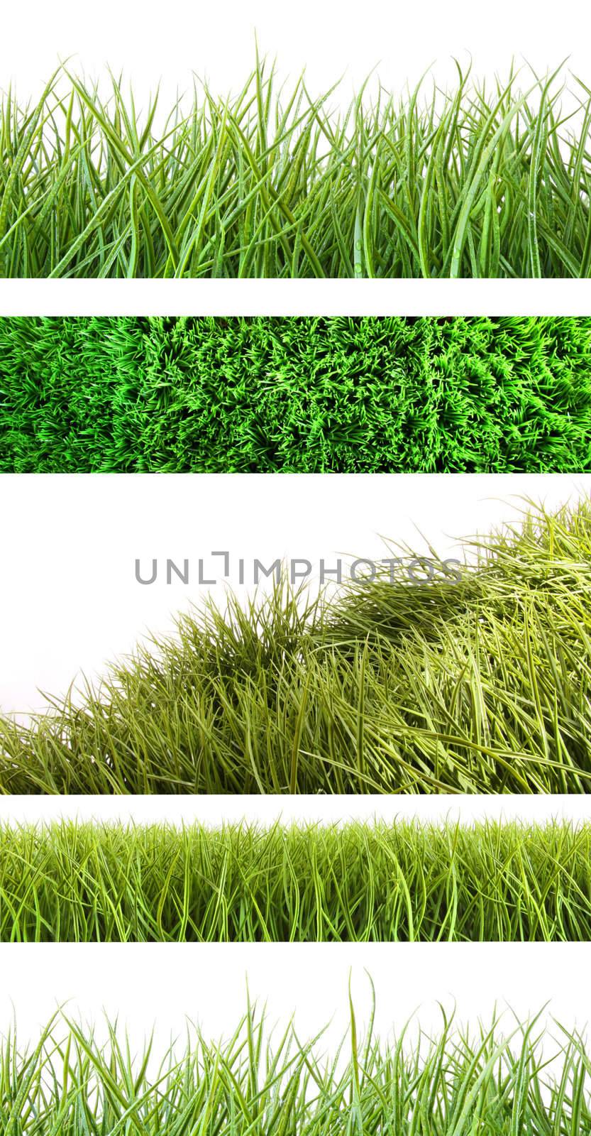 Assortment of different grass on white background