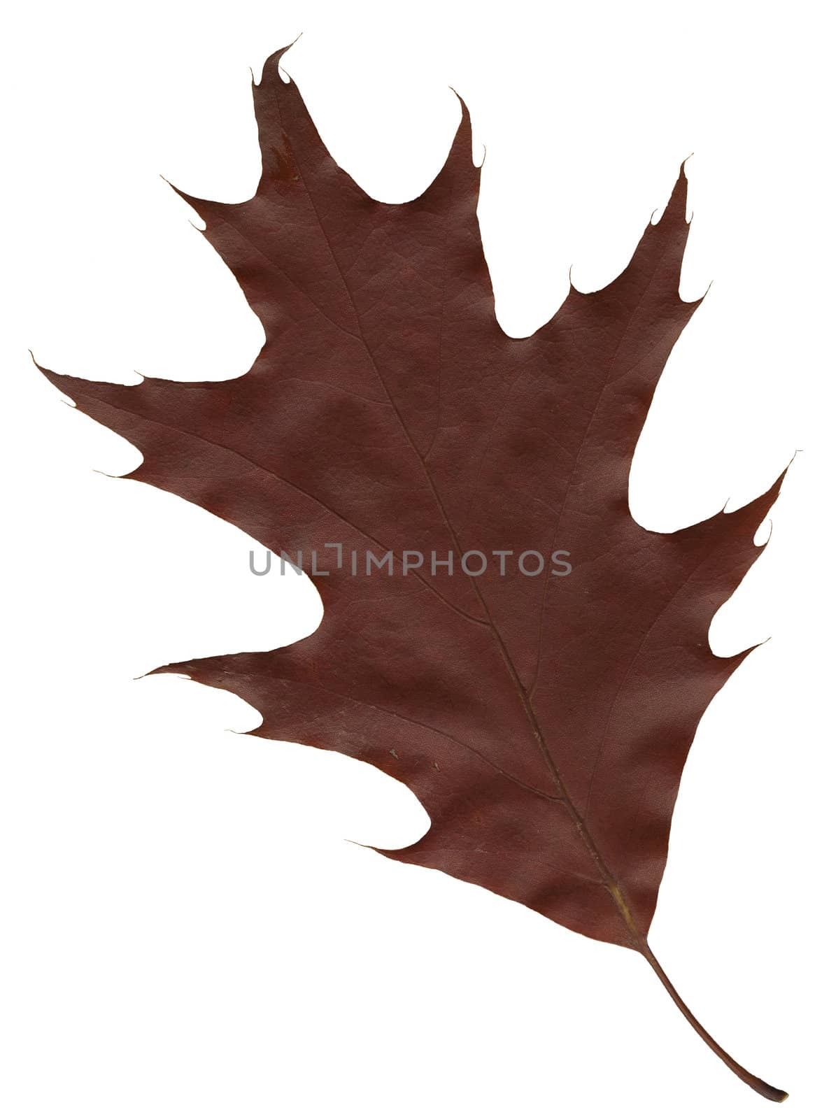 isolated autumnally colored oak leaf on white background