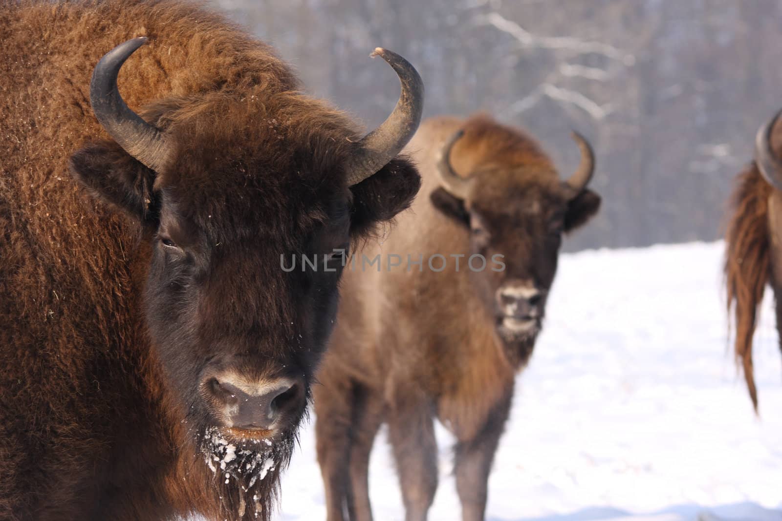 european bison, bison bonasus in the snow