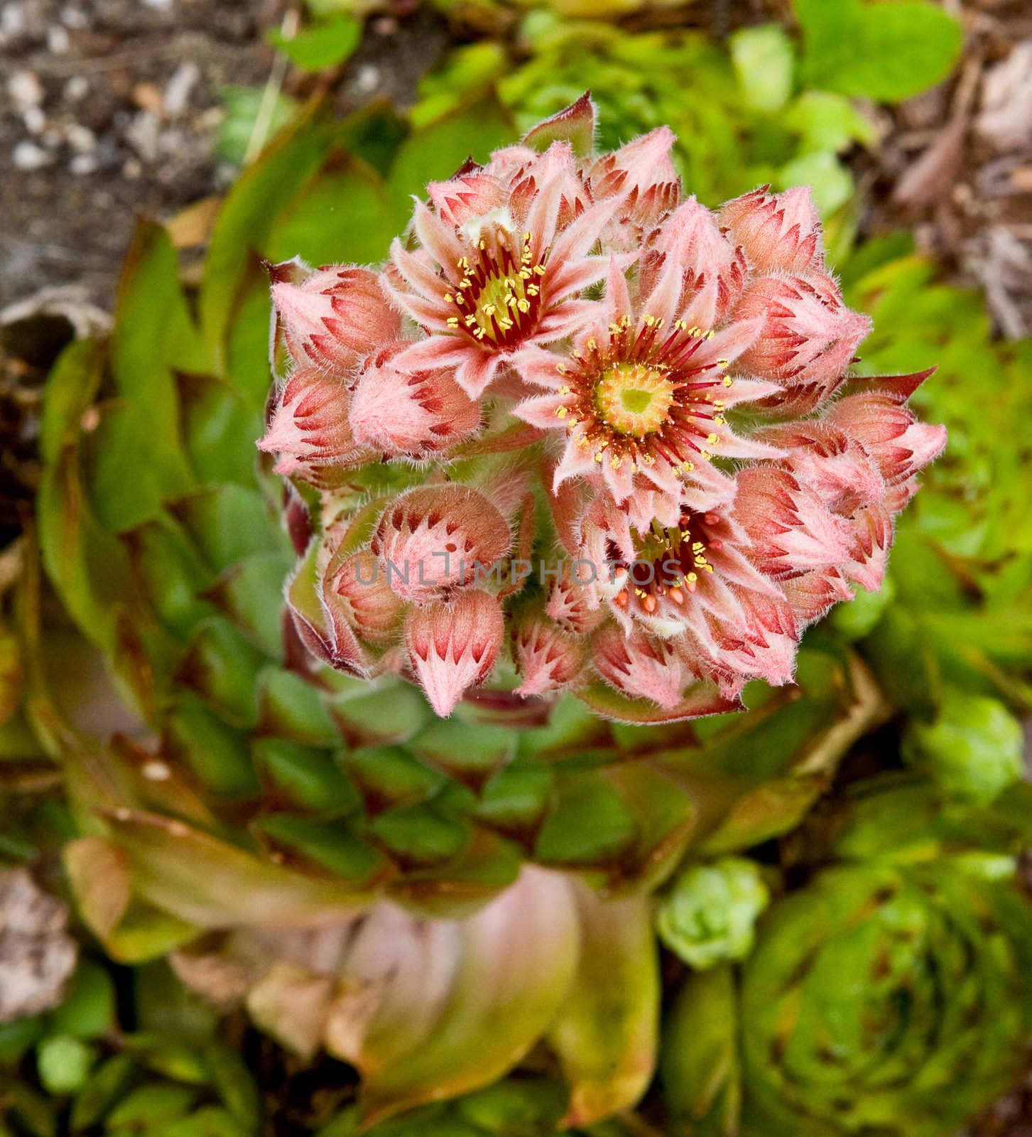 An explosion of color and texture in the bloom of a succulent commonly know as hens and chickens
