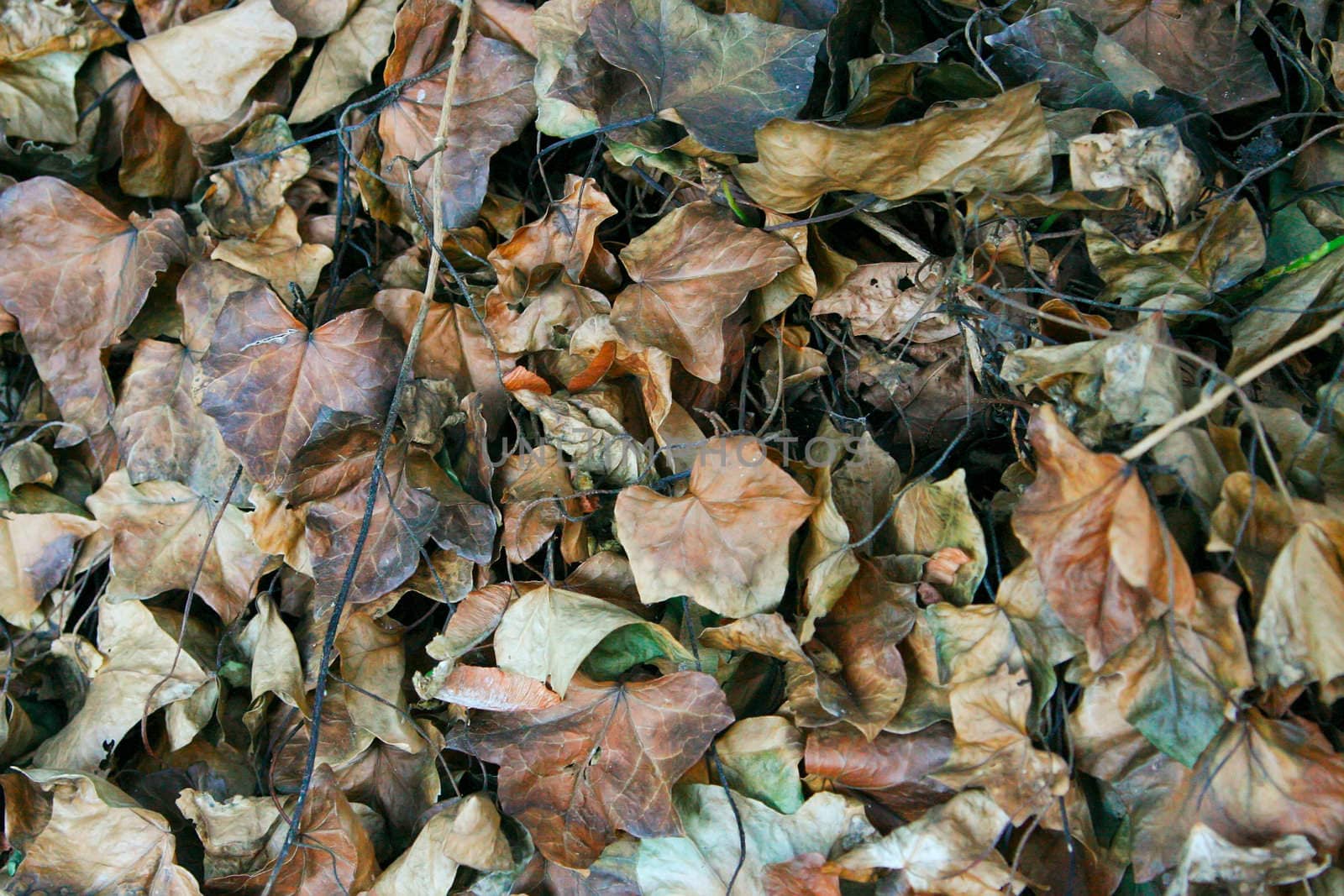 A blanket of dead ivy in the fall makes an interesting background
