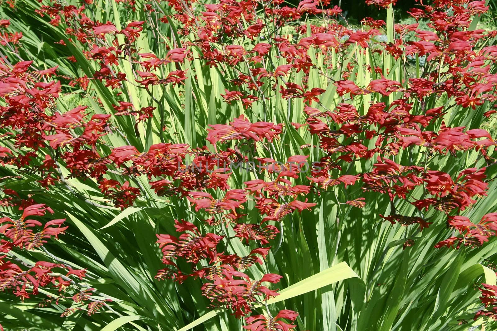A shot of the crocosmia plant.  The flowers look as if they are in flight above the green foliage
