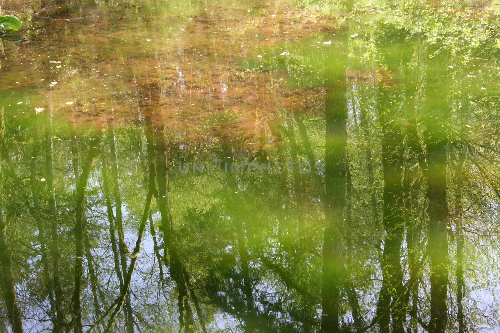 Reflections of a forest on a shallow algae filled pond 
