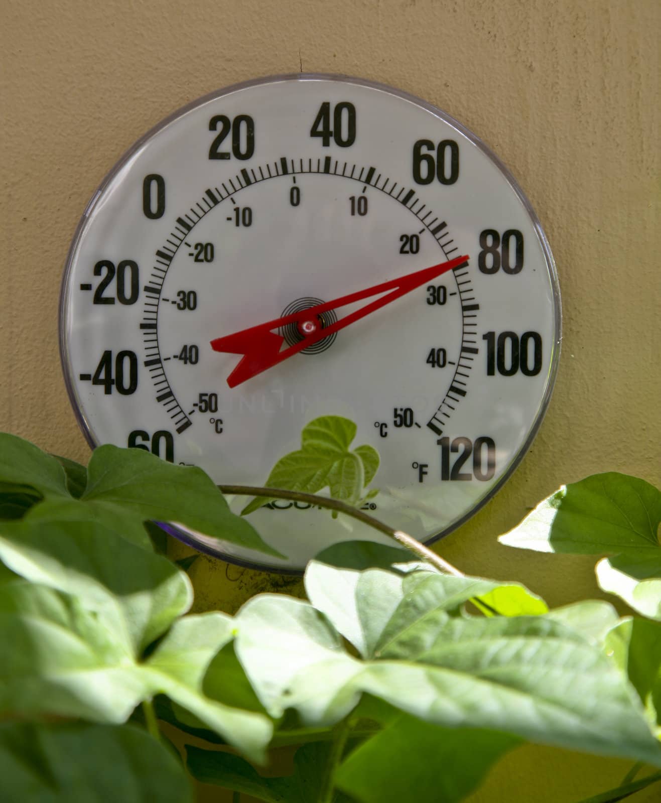 A shot of an outdoor thermometer at 80 degrees in the early morning with a climbing plant encroaching on the bottom 
