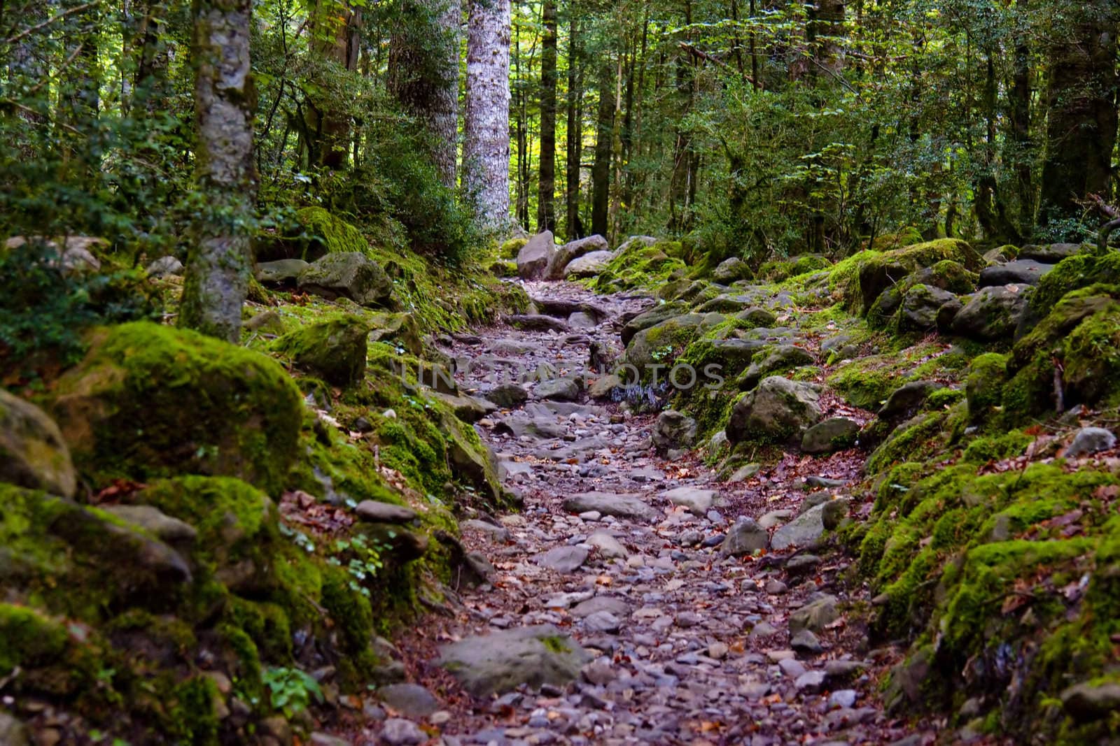 Small stony path in green dark forest, Pyrenees