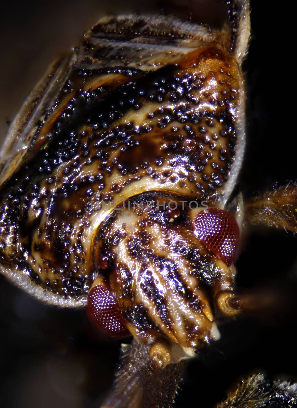 Micrograph of insects, beetles and spiders. Spiders and beetle both have exosceletons. Microscopic photography at 100X