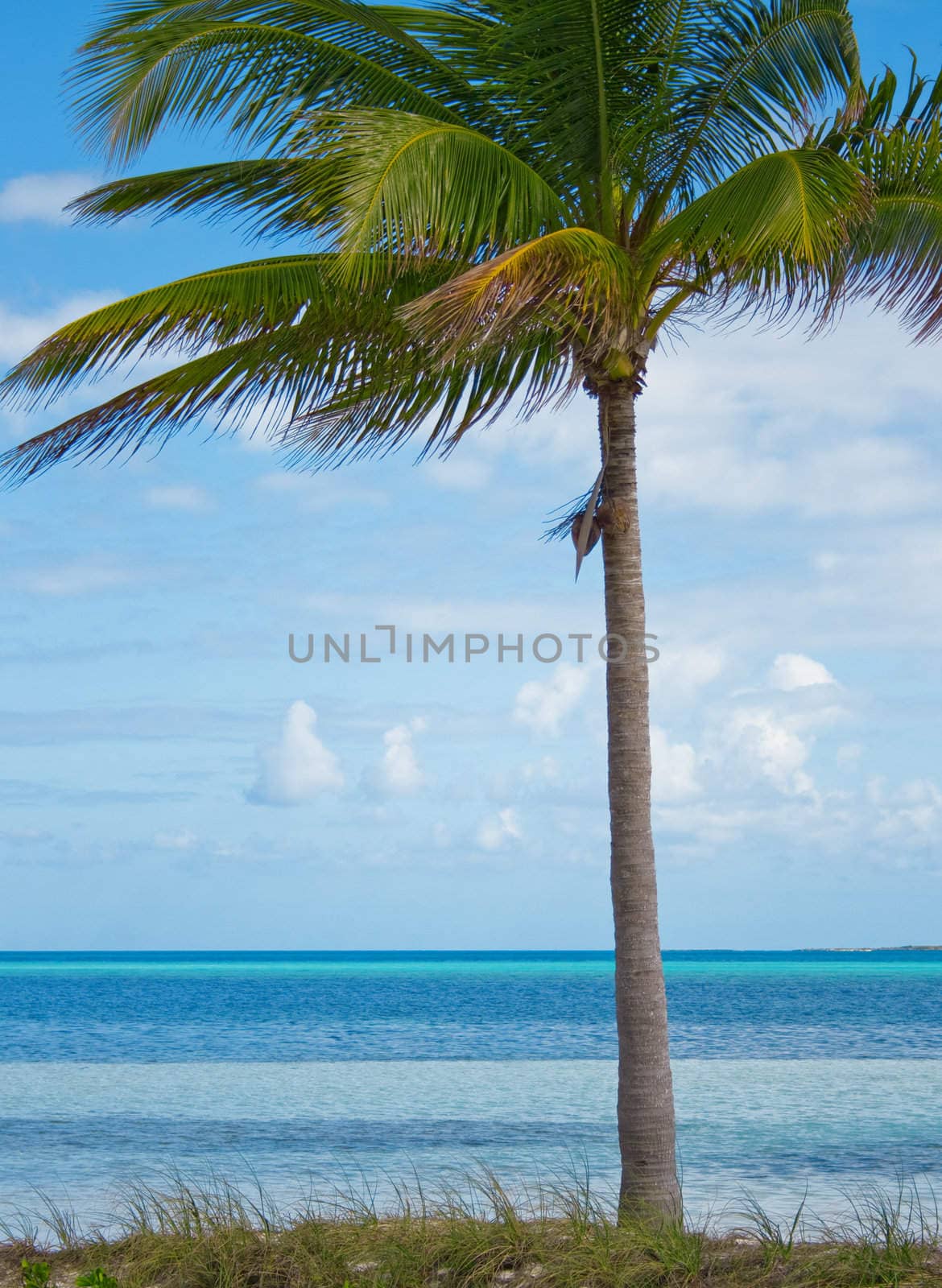 Tropical palm on a beach. #2 by Amidos