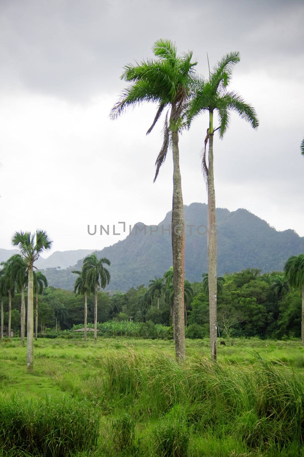 Green tropical palms and mountains in a background