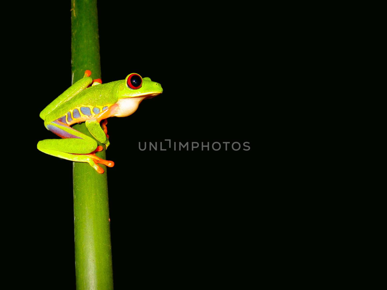 red eyed tree frog sitting on a twig ready to jump   by karinclaus