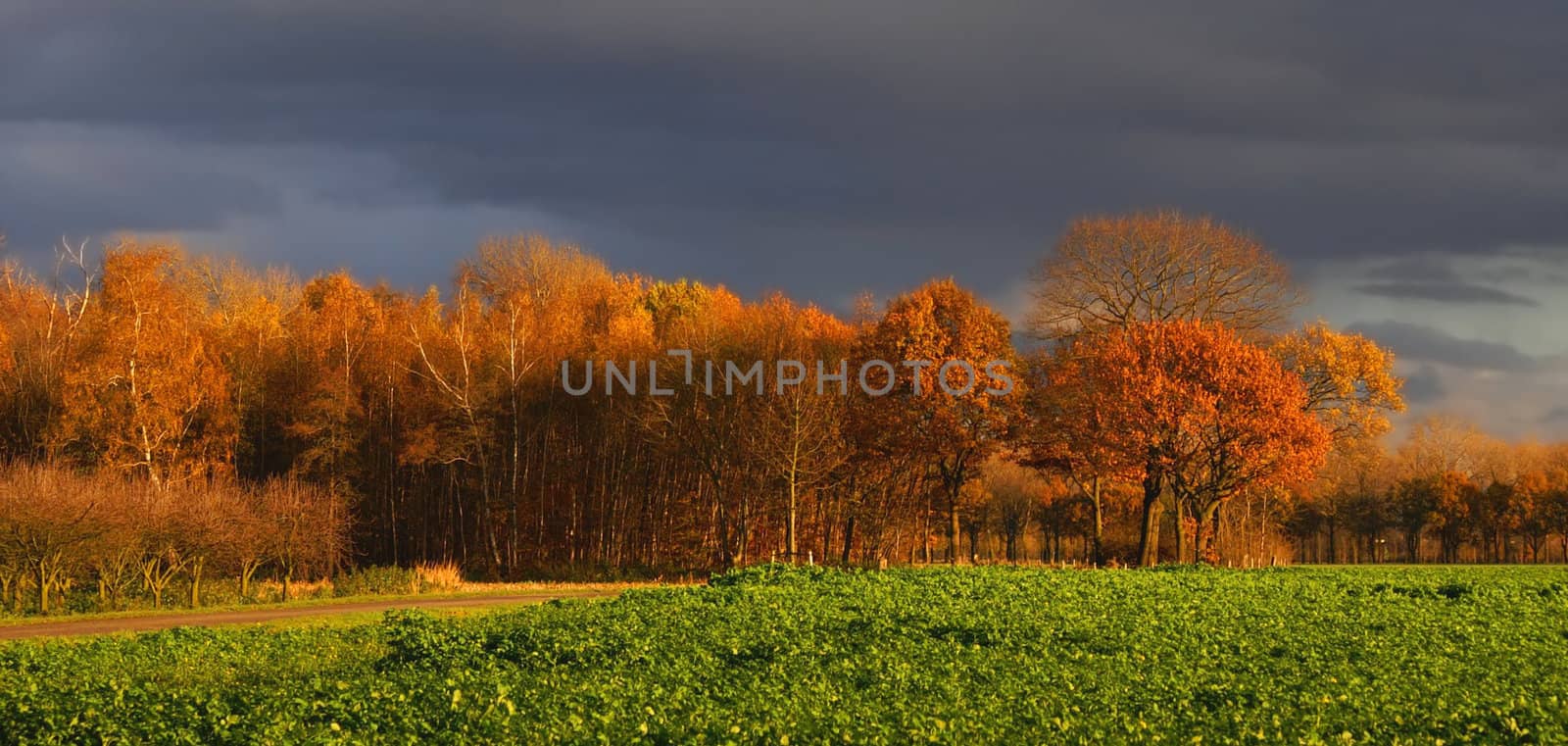 autumn scenery of some nice colored trees with  green farmland field of vegetables on a dark cloudy day
