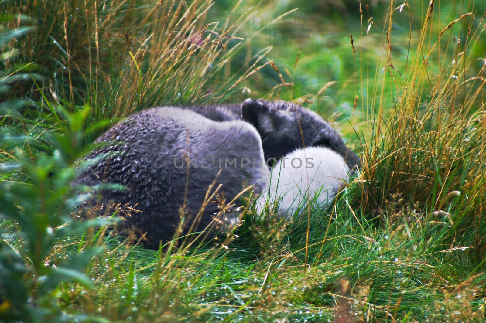 polar fox lying curled up on grass all wet from the rain 

