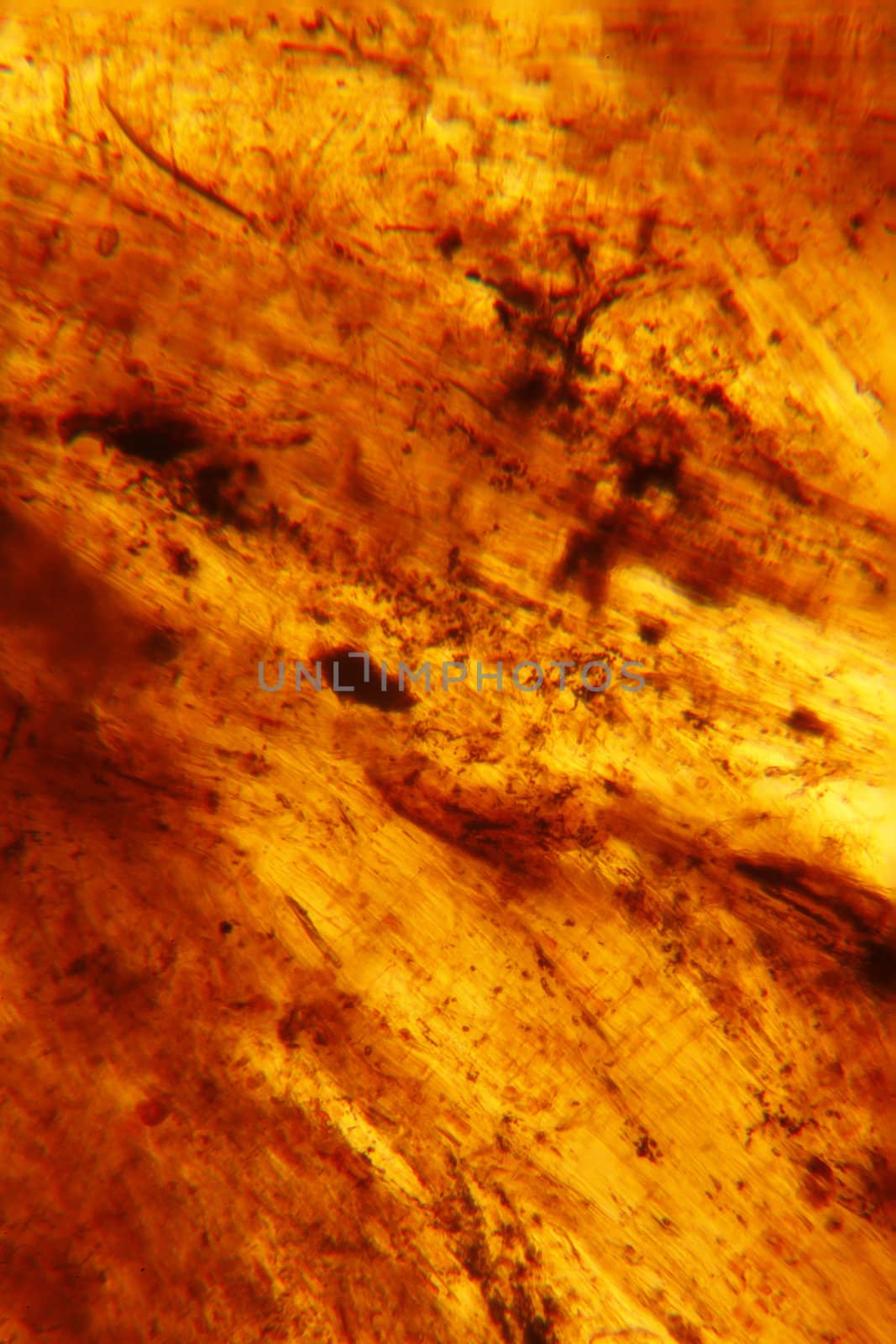 Wasp Nest lit from behind via brightfield. Texture and density is apparent