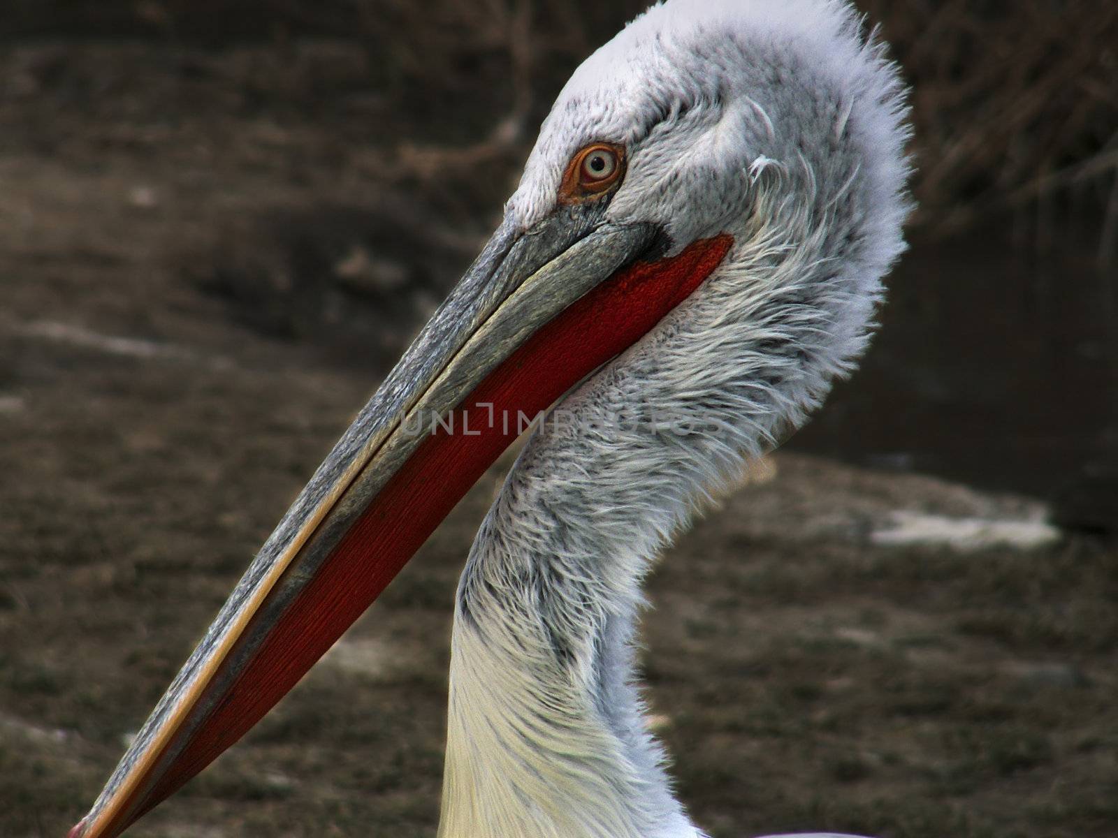 pelacanus - pelican by sarkao