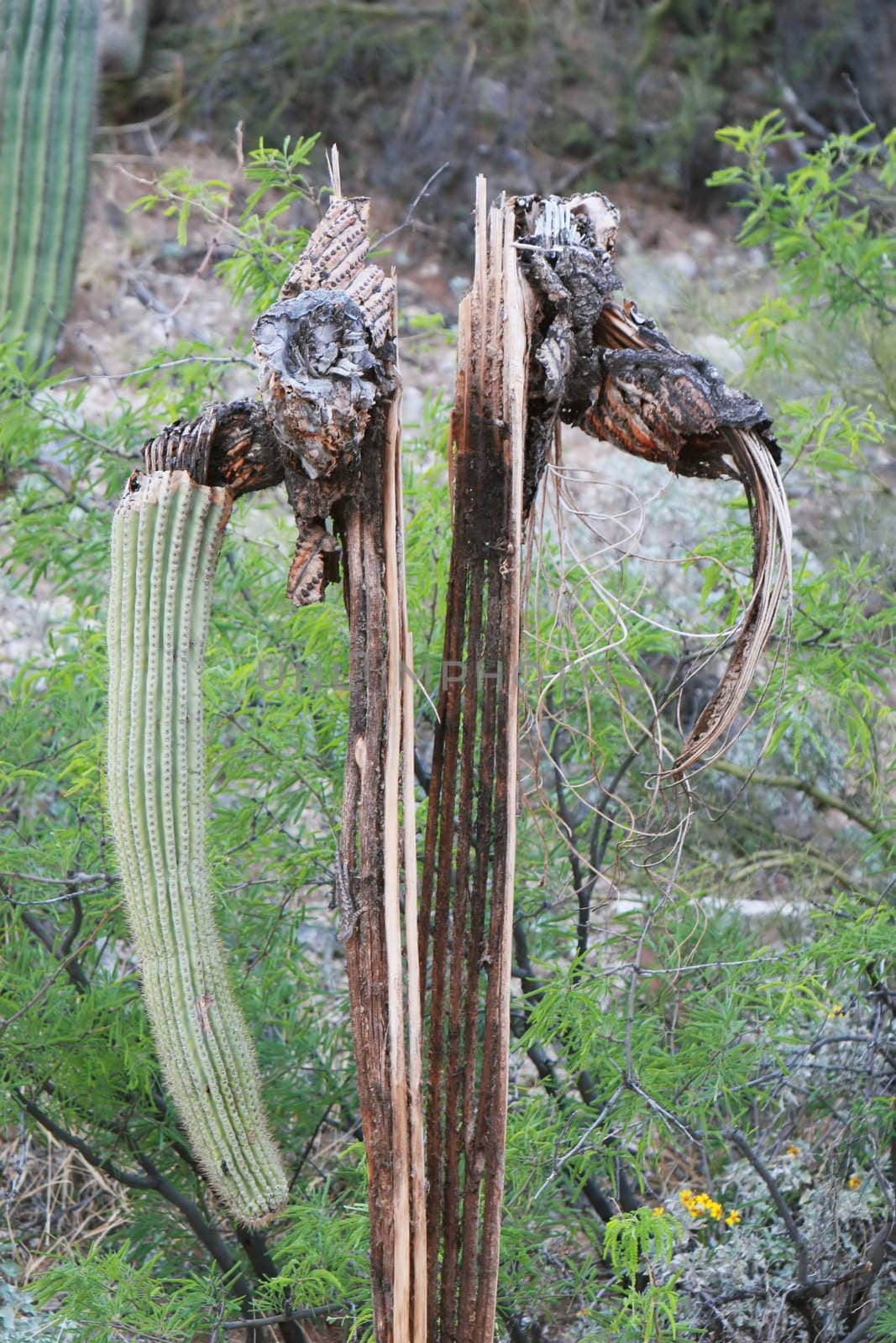 The remains of a saguaro cactus. Only the spine is left