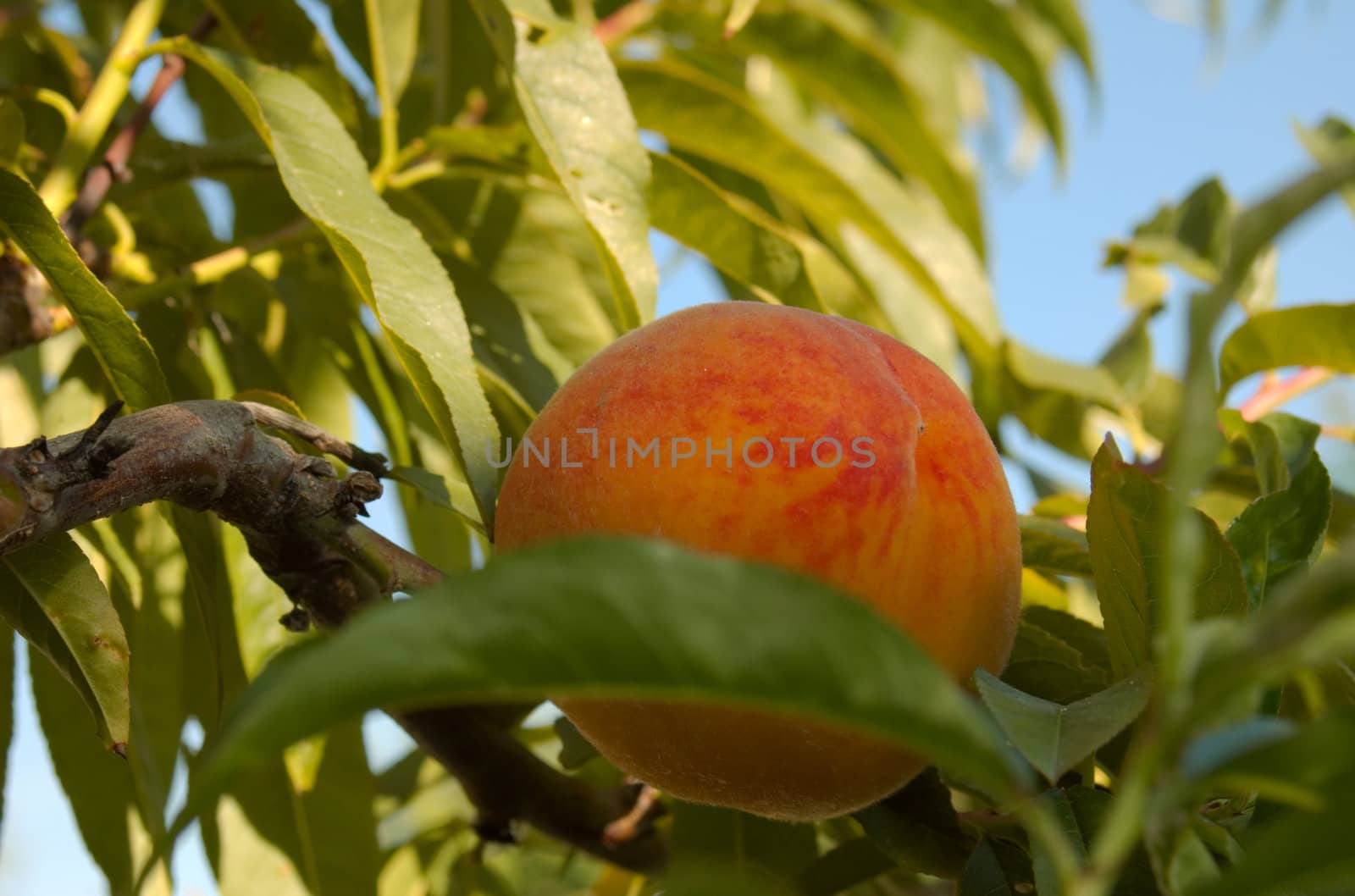 Peach