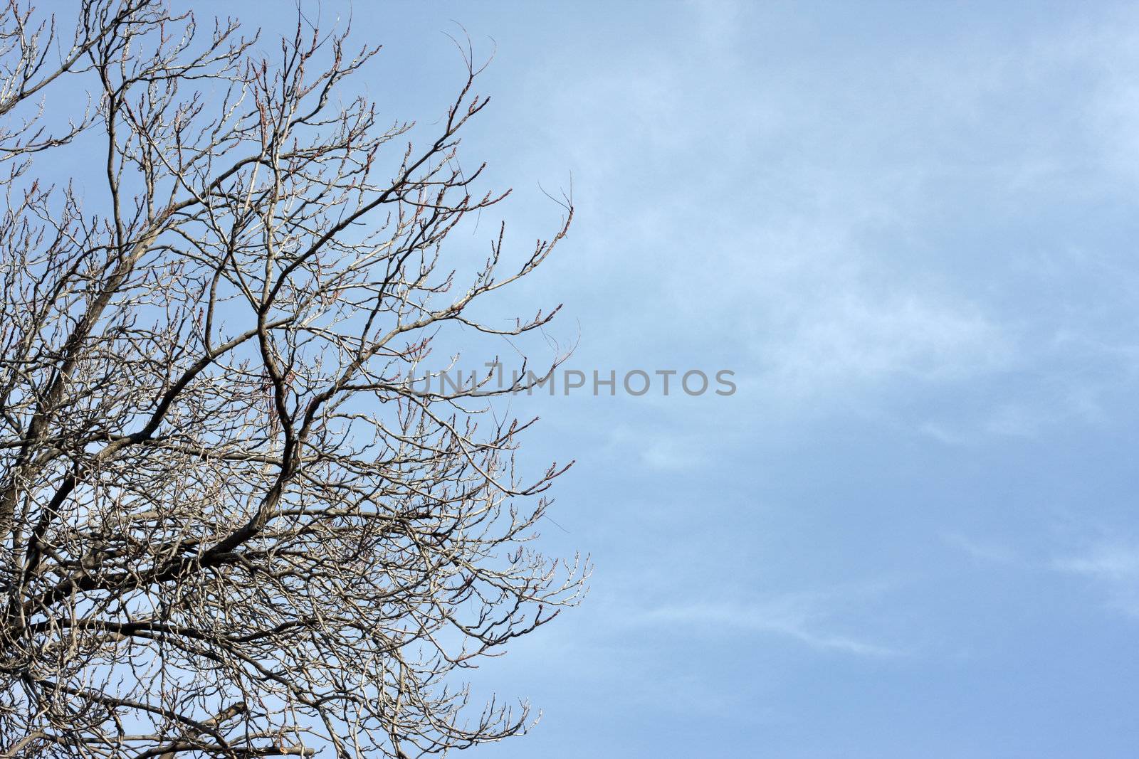 Bare tree and sky