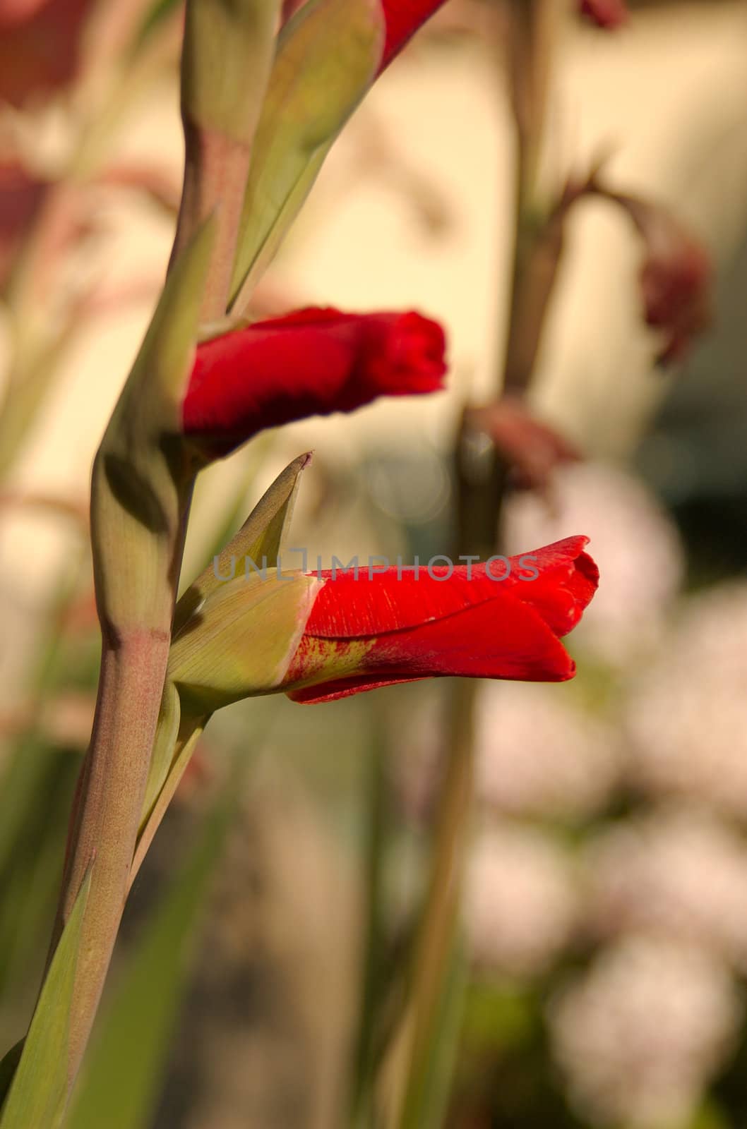 red gladiolus