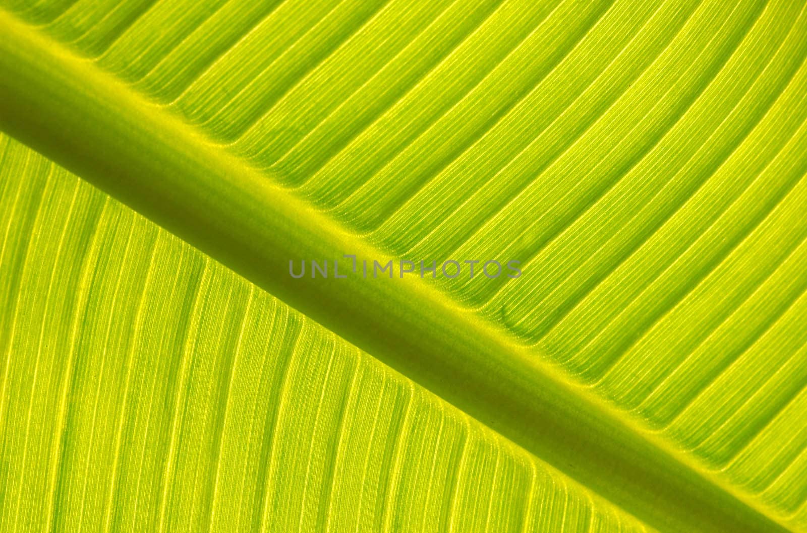 Banana tree leaf  backlight