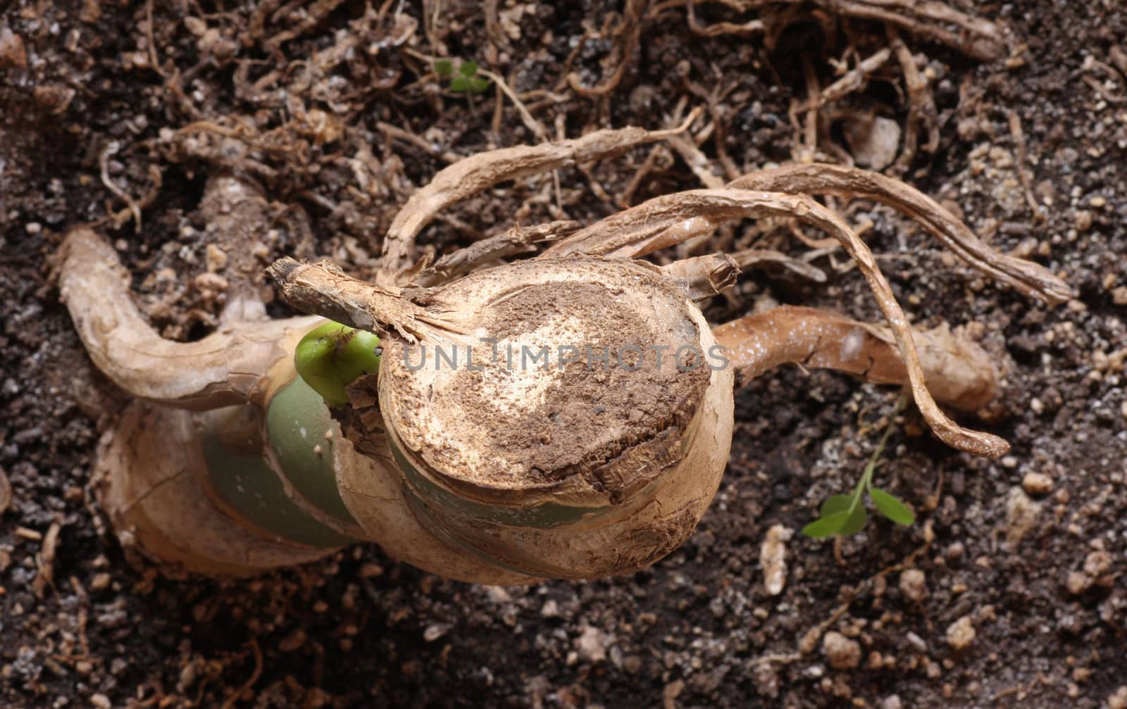 Root close up