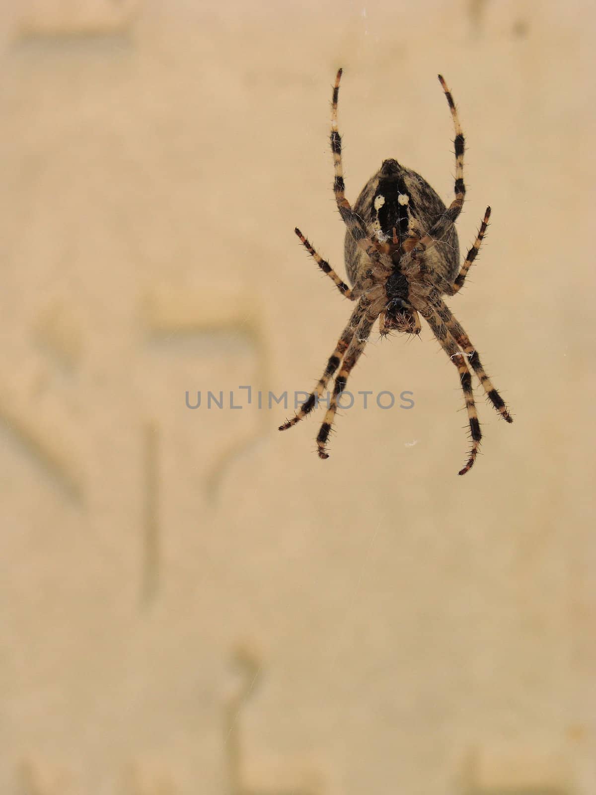 Spider on a spiderweb in Jewish cemetery              