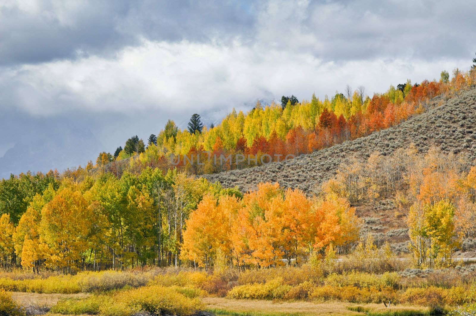 Trees dressed in Fall colors on hillside at Grand Tetons