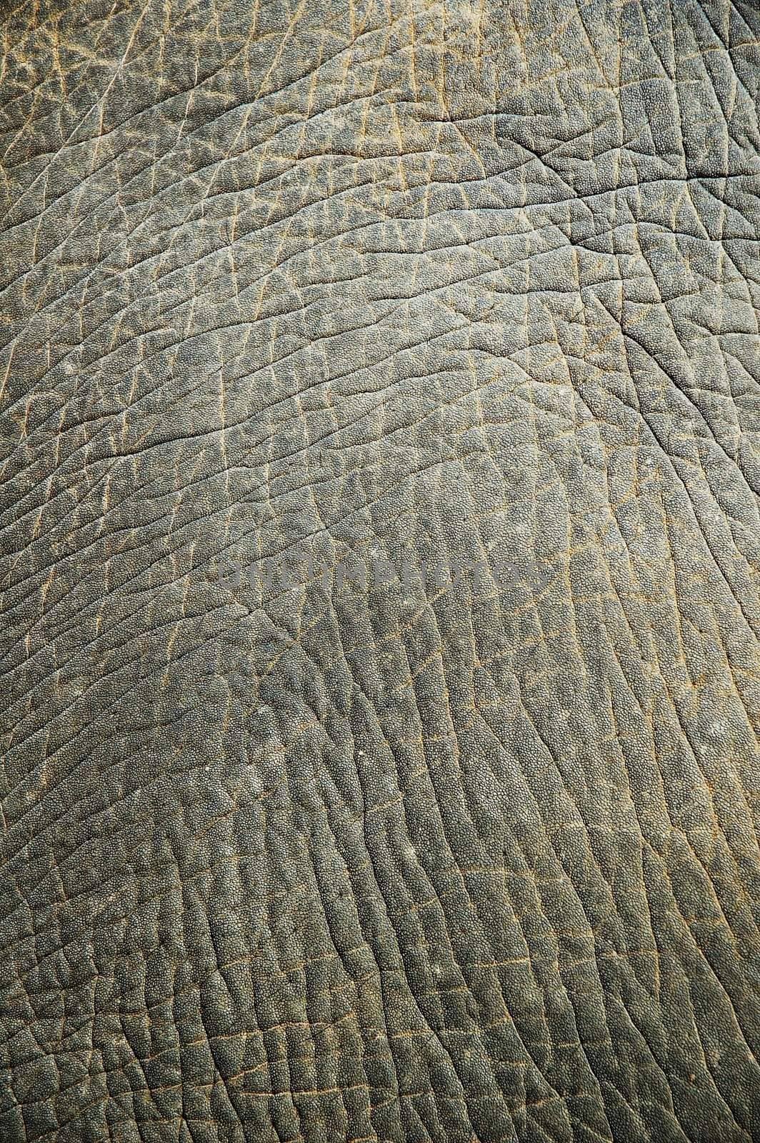 Abstract texture from an elephant skin. Good natural background