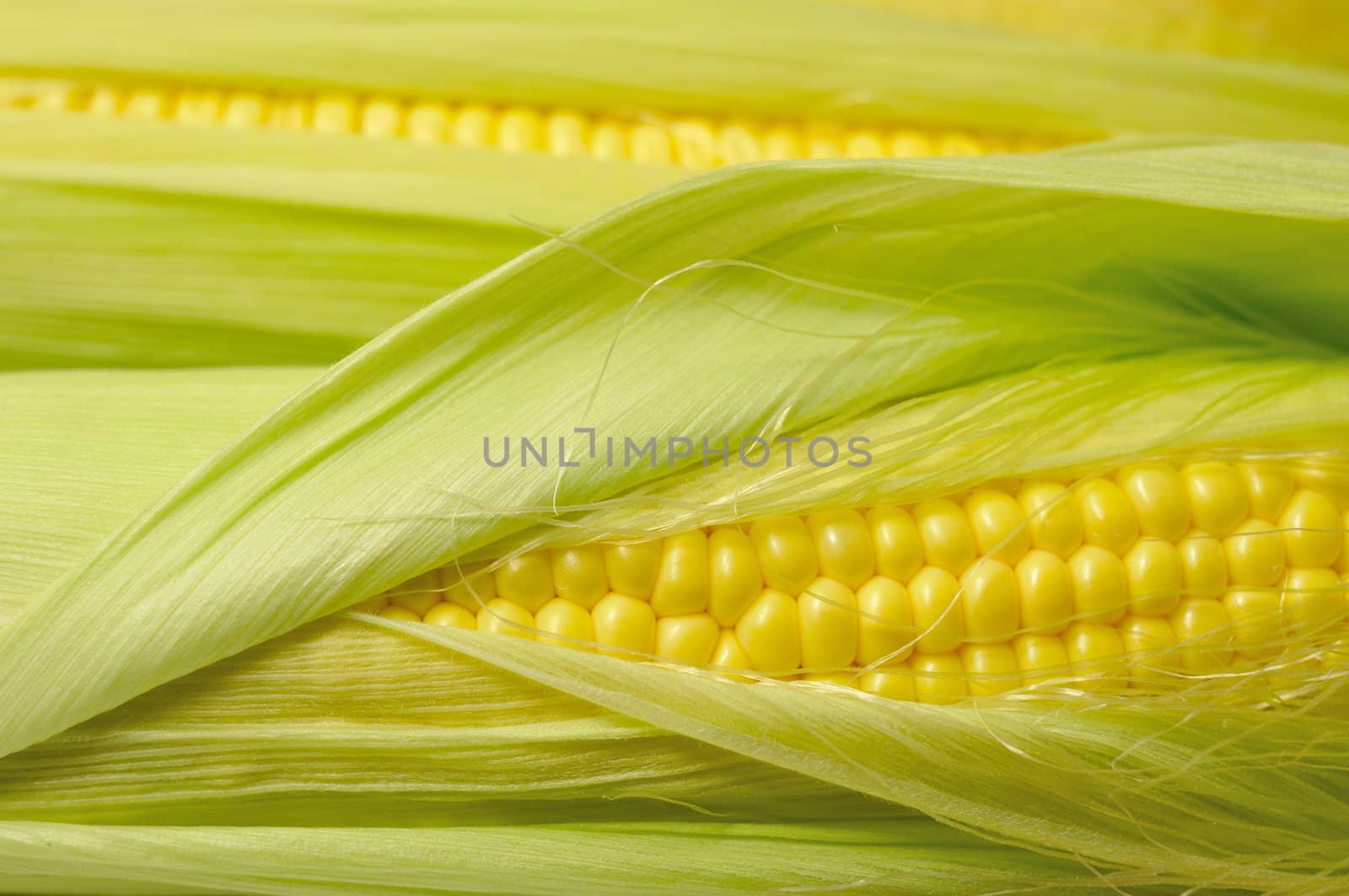  soft light fresh raw corn background, focus on the front yellow corns