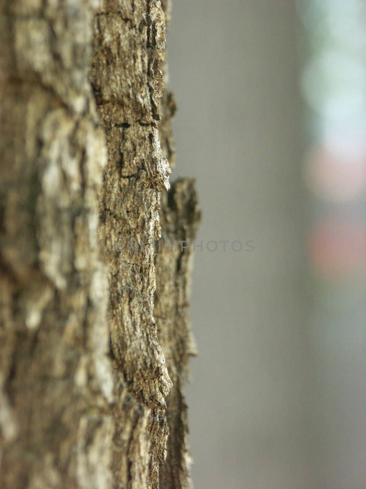 Bark of tree by wojciechkozlowski