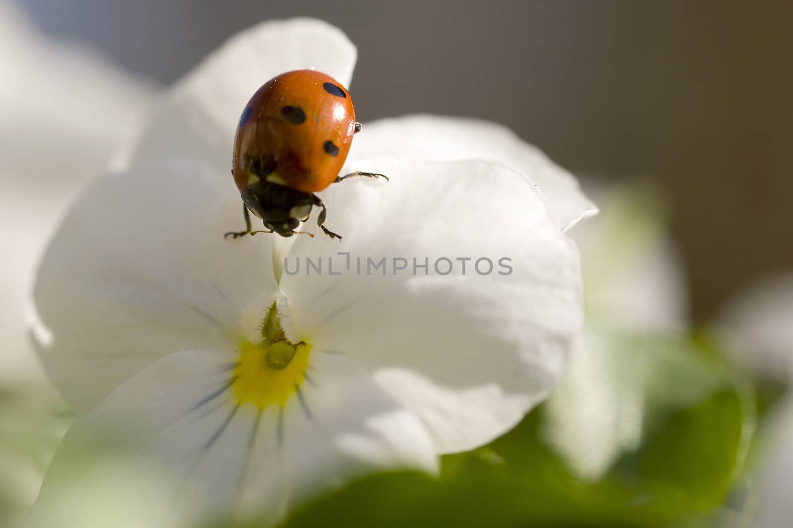 a ladybird on a violet