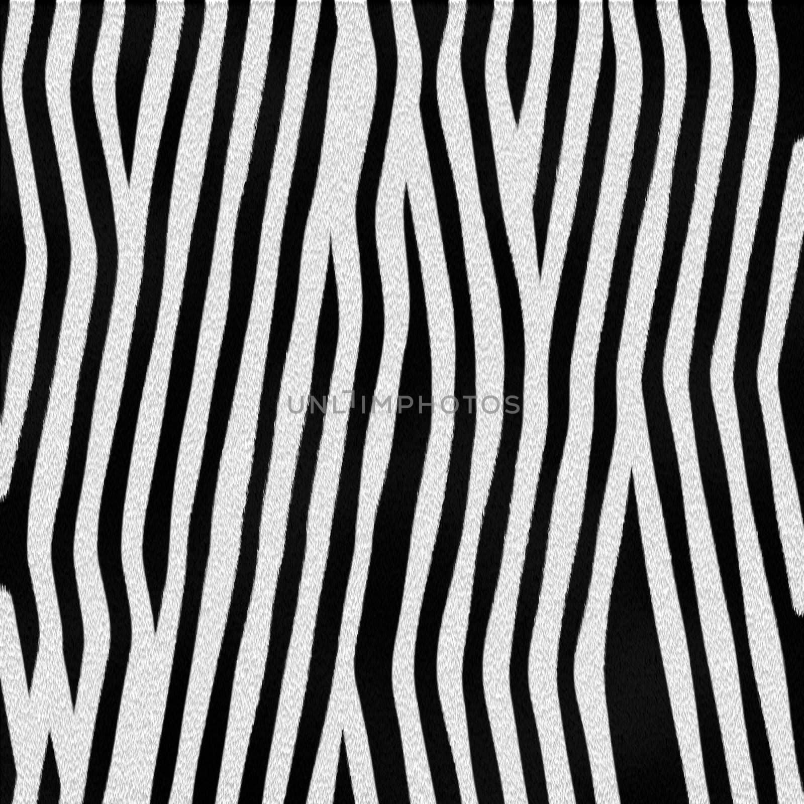 Zebra fur texture