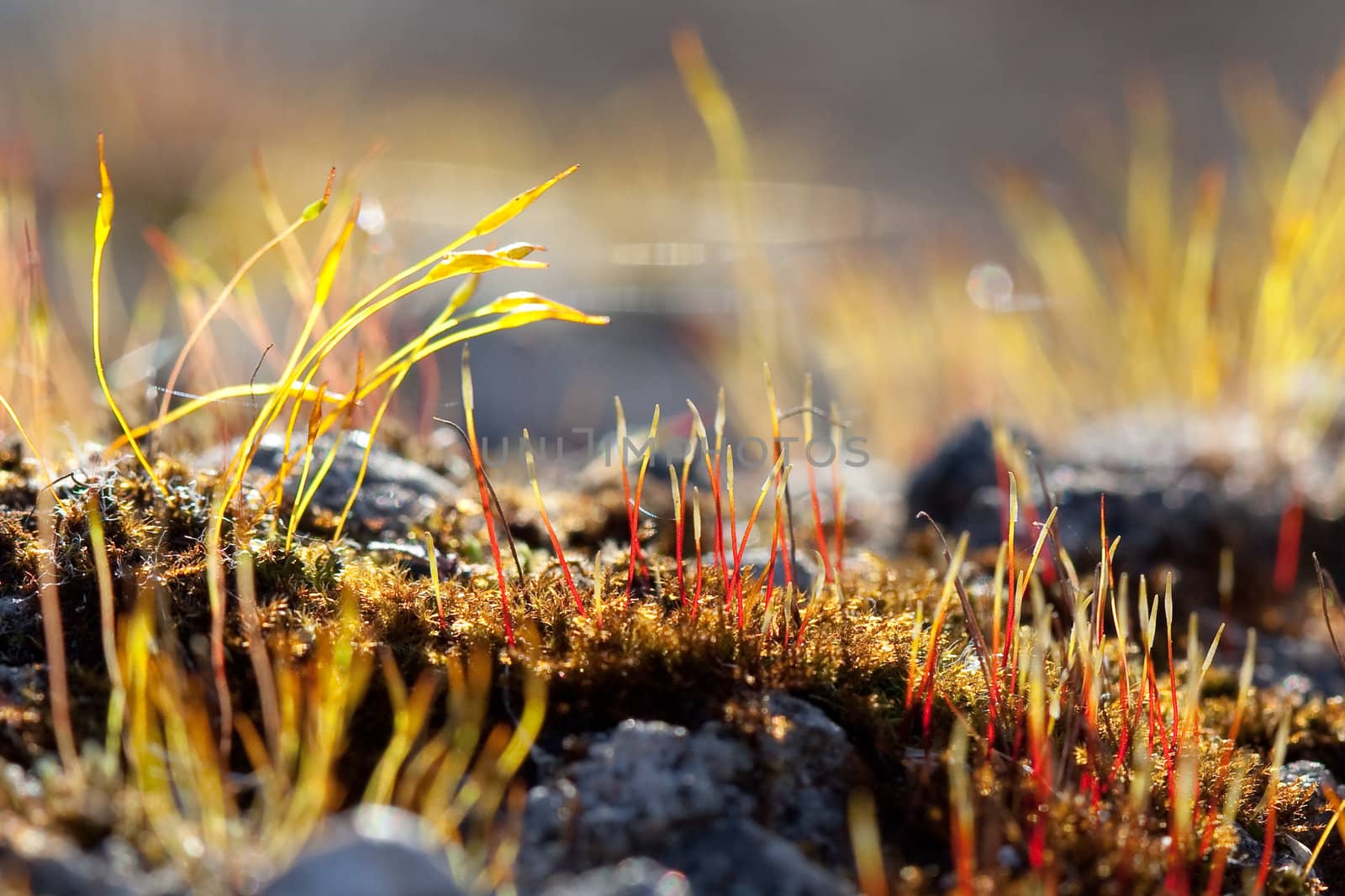 Beautiful and colorful moss sprout early spring