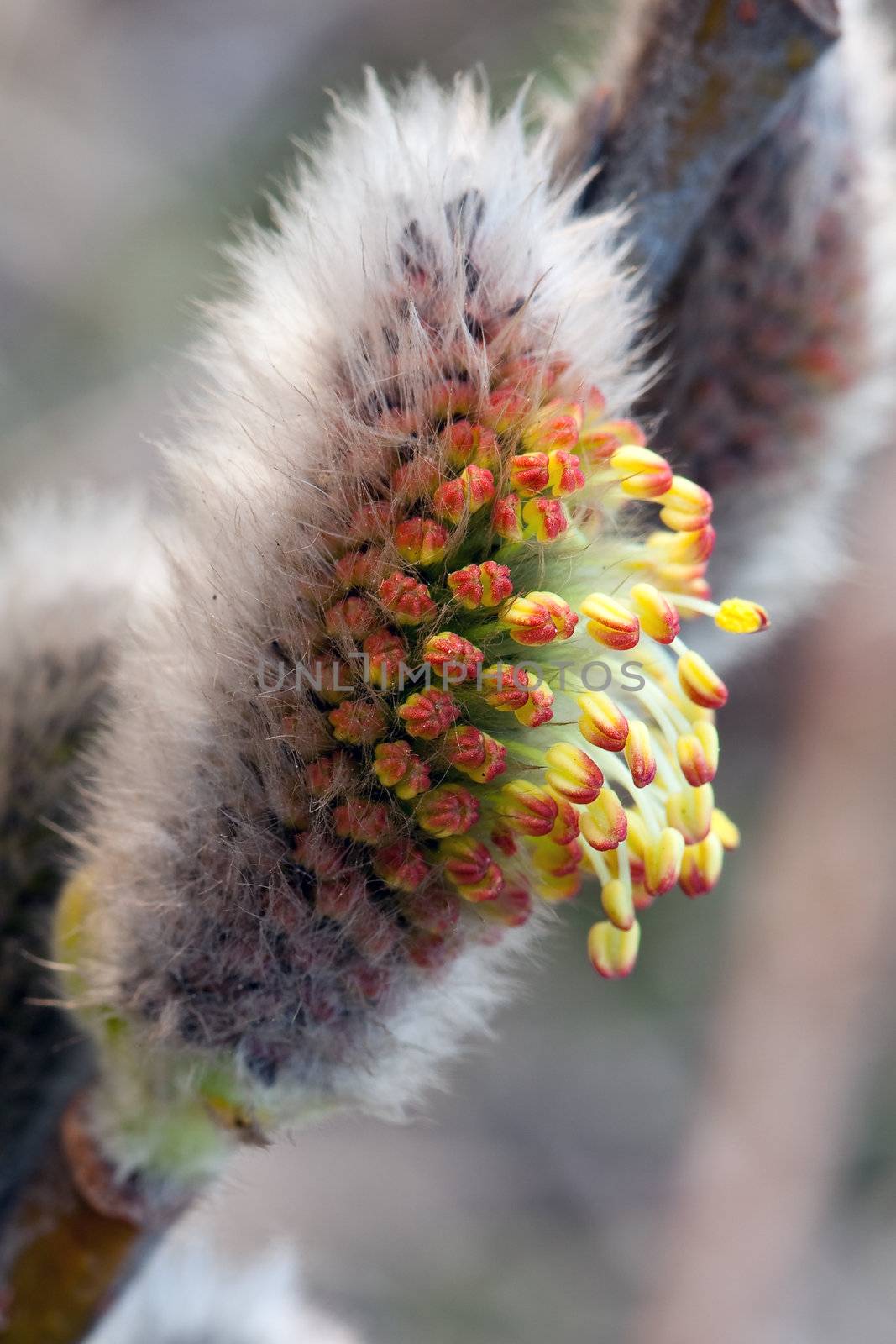 Close up photo of pussy willows outburst


