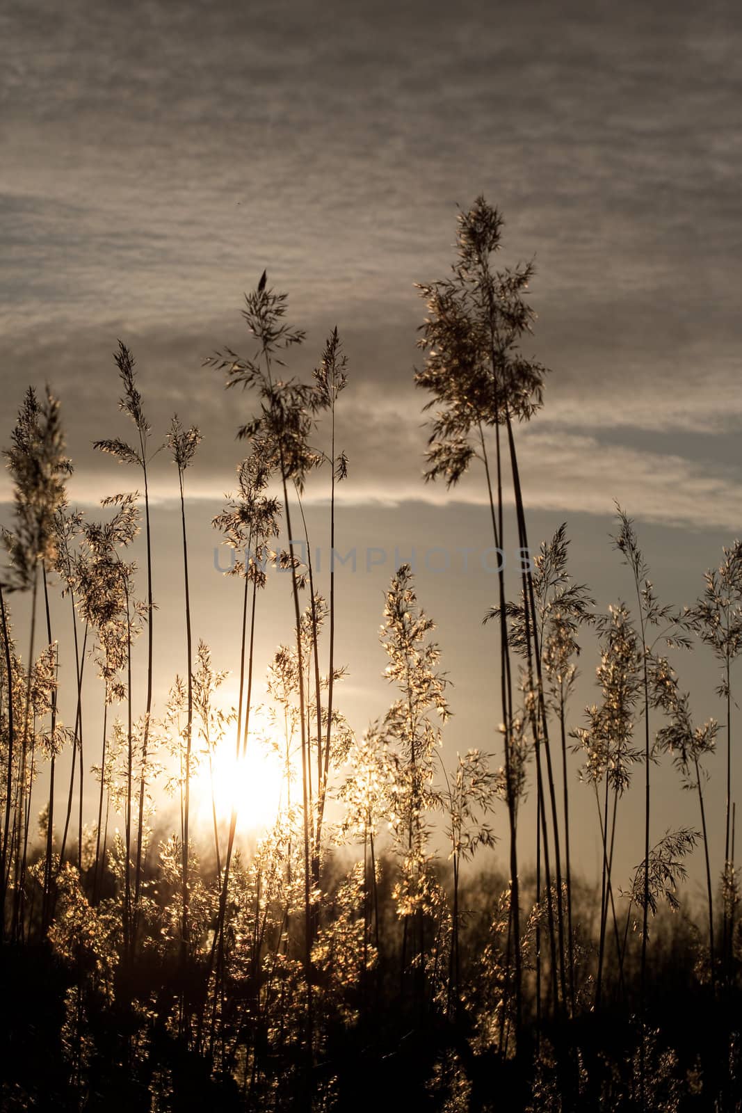 Golden bent like a palm tree in sunset