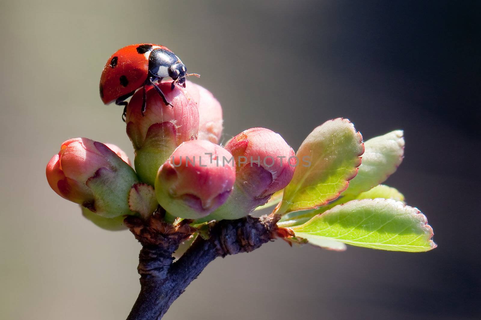Ladybird early morning on a spring blossom