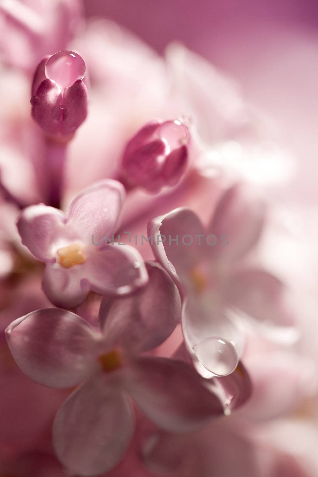 Bouquet soft, out of focus lilac flower