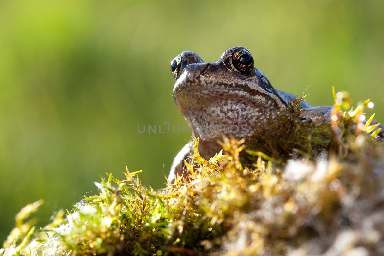 Nice frog sitting in moss and watching us