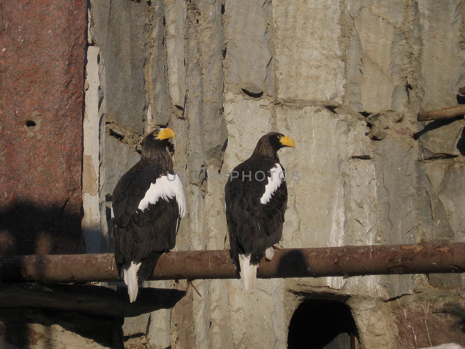 Two strong eagles on a stone background