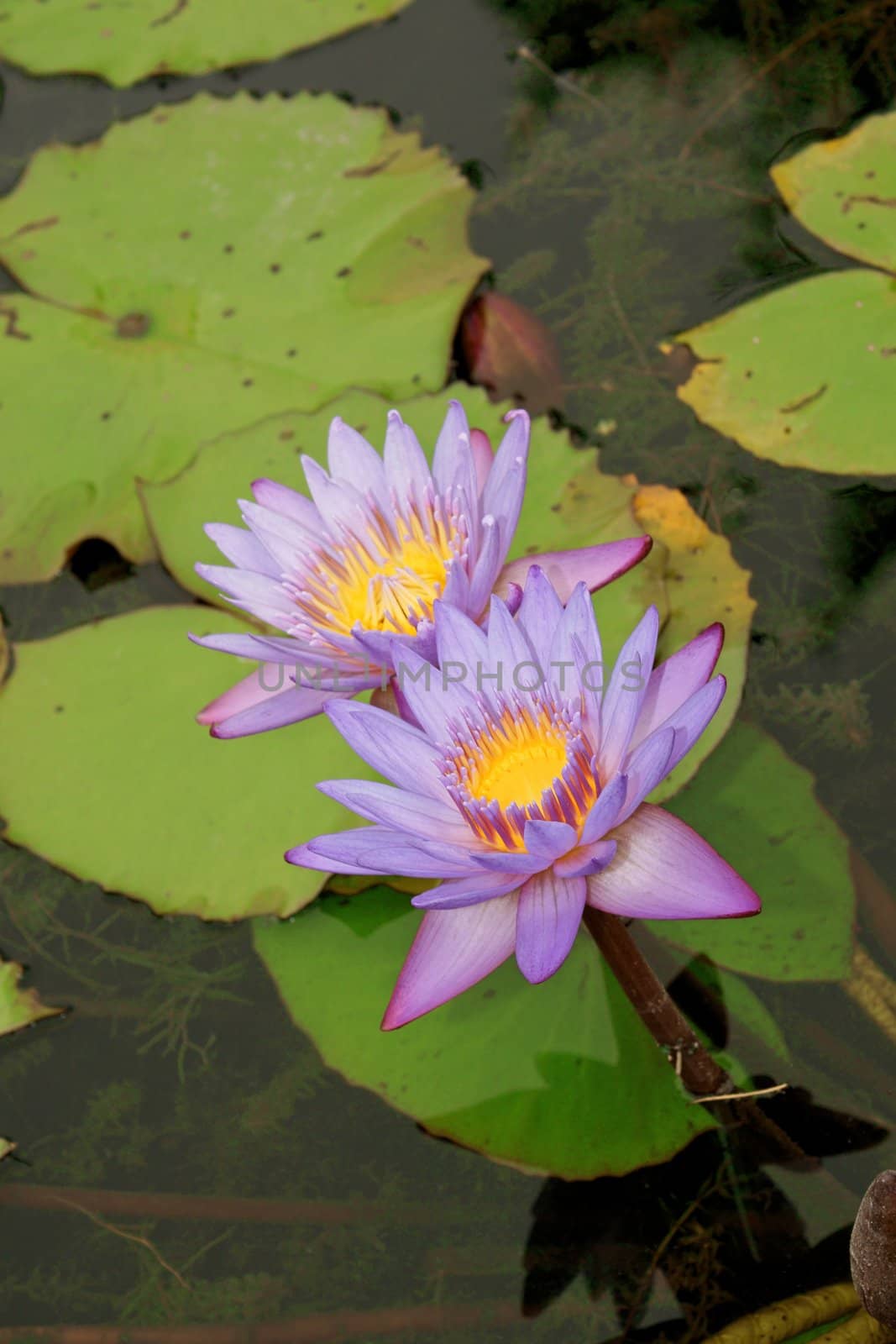 Close-up of two blue water lily in a pond