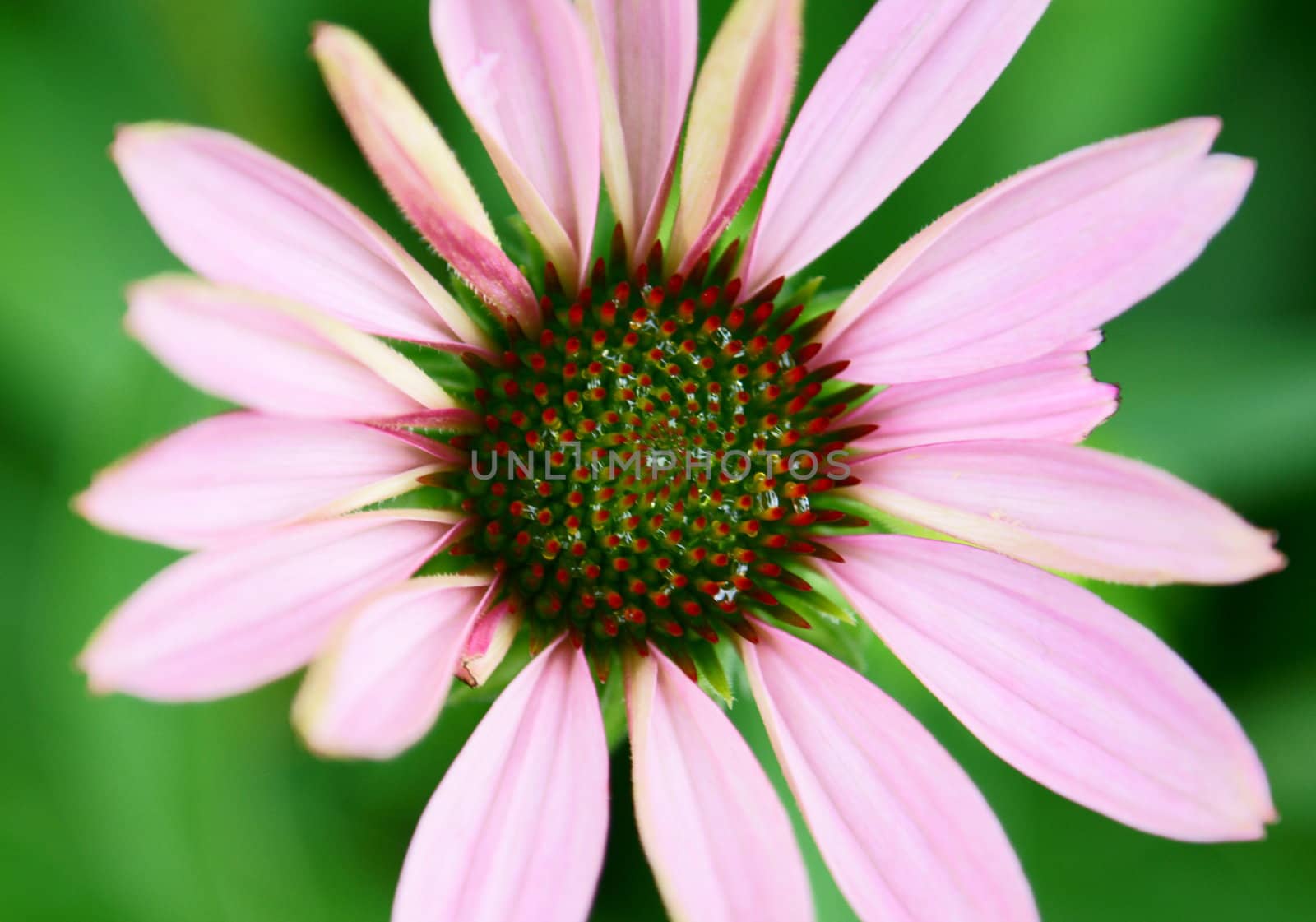 Beautiful Flowairs