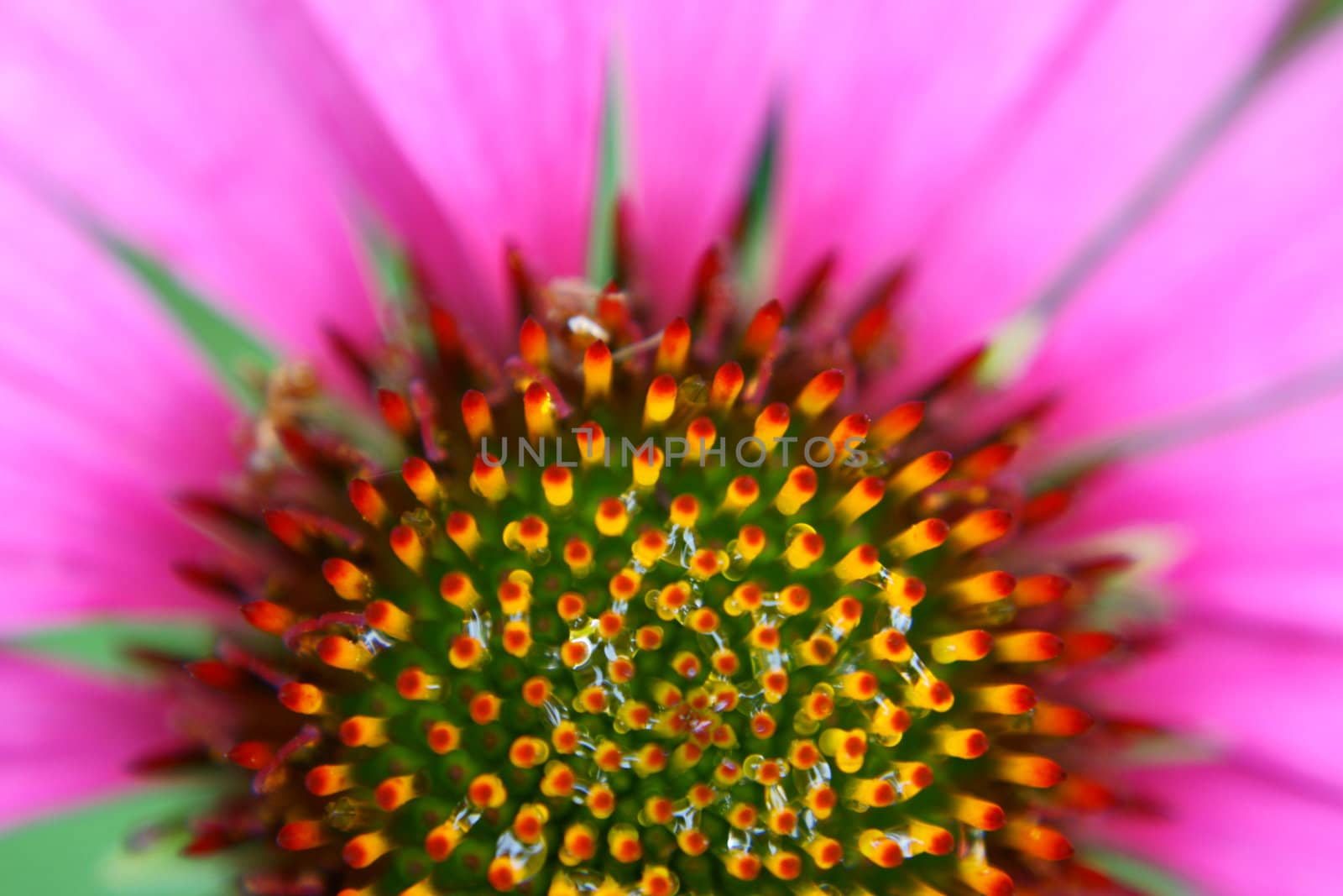 Beautiful Flowairs