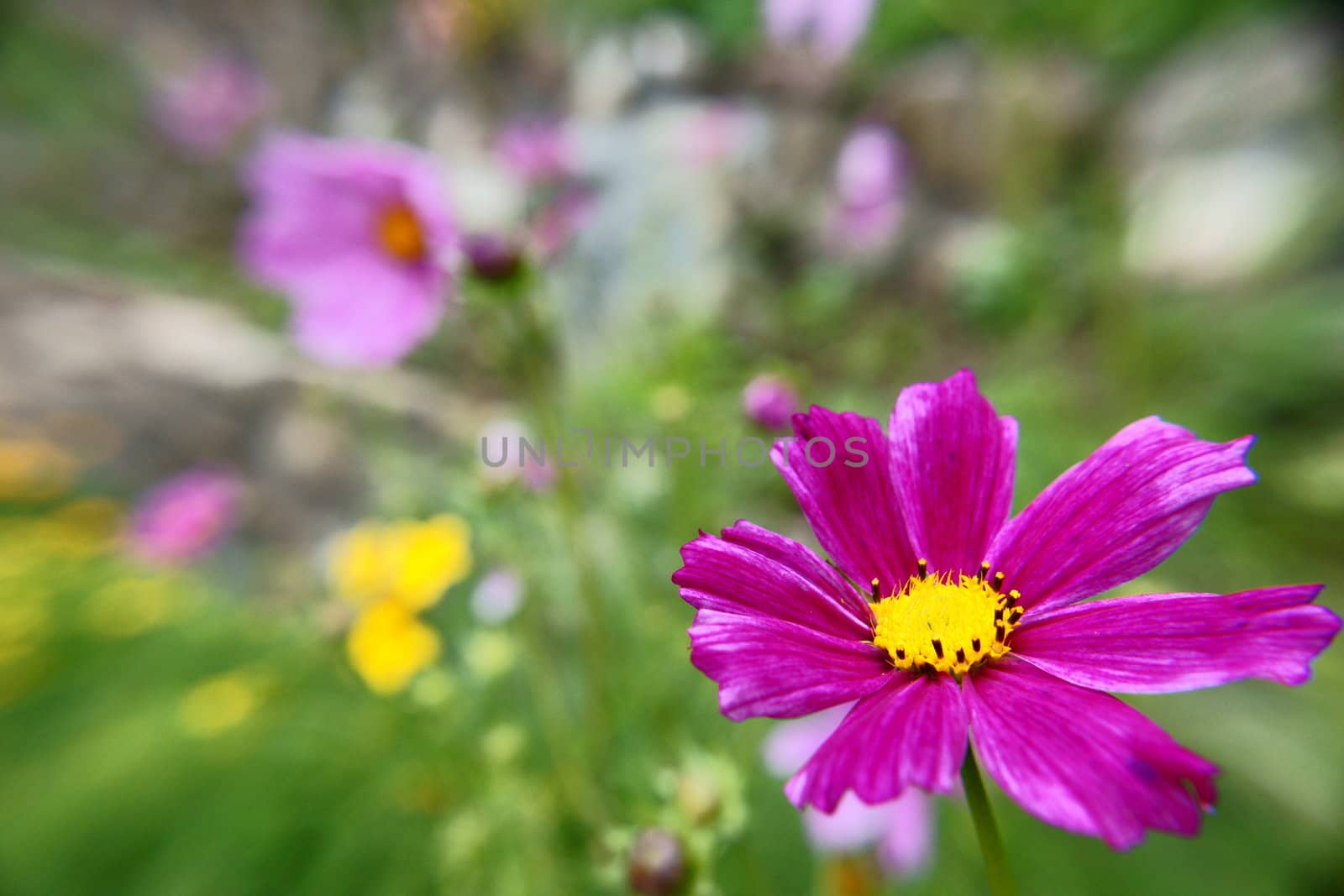 Beautiful Flowairs